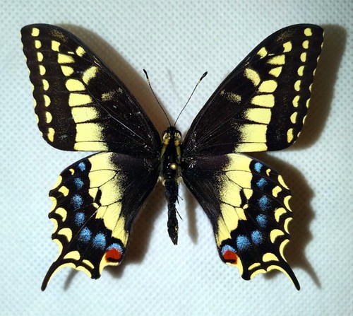 Papilio ibrido - papilio,