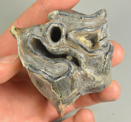 Dente di rinoceronte lana