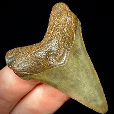 Otodus Angustidens 1,90" dente