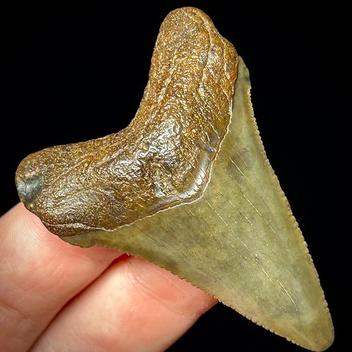 Otodus angustidens dente - angustidens,