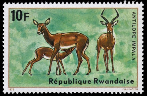 Rwanda 619 antilope impala - -,