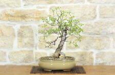 Bonsai di Ciliegio Selvatico