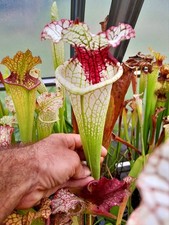 *SUPER*RARE* sarracenia "Giant