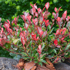 Photinia fraseri crunchy in - x,