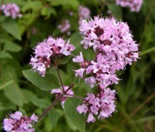Origanum vulgare origano - vulgare, /