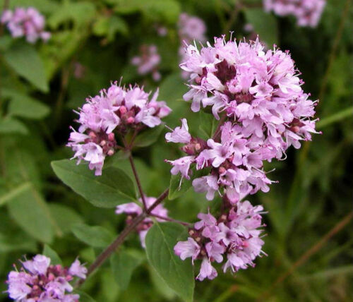 Origanum vulgare origano - vulgare,