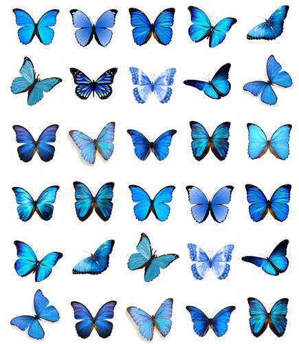 Blu farfalle topper per - farfalle,