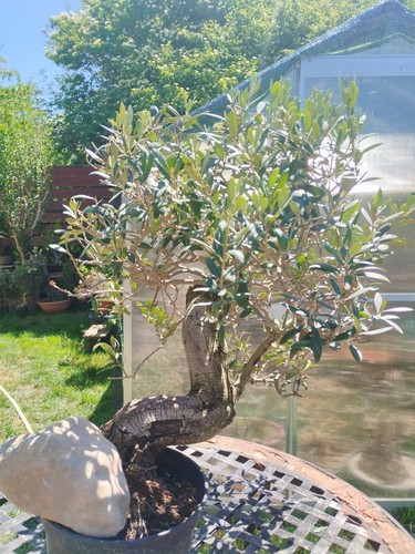 Bonsai olea europaea - di,