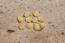 CILIEGIA DI GERUSALEMME -