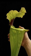 Sarracenia x Moorei LURCH-