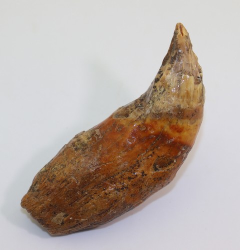 Orso delle caverne ursus - orso,