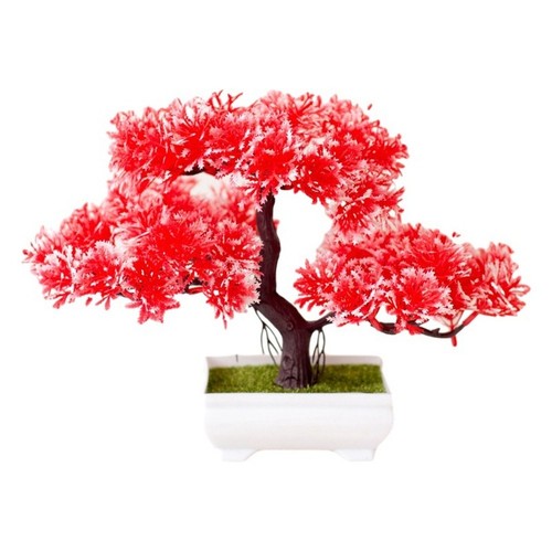 K??Gelsomino antico albero