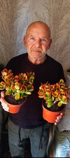 CRASSULA OVATA SUNSET