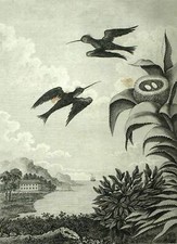 UCCELLO il Colibrì A Suriname