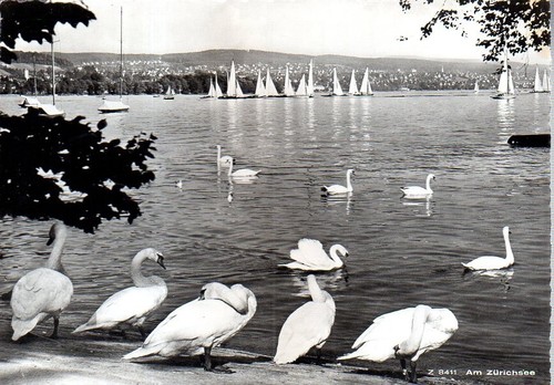 Cartolina zurich zurigo - cartolina, v.ta