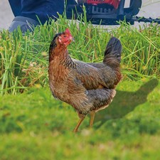  2 Pcs Scultura Di Pollo