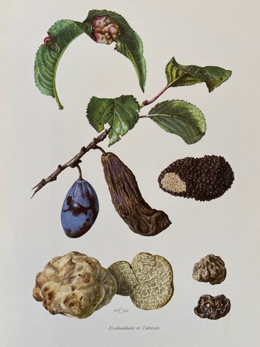 Tartufo tuberales stampa - tuberales,