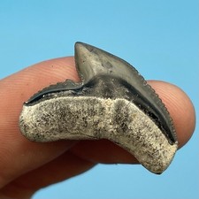 Dente di squalo tigre G