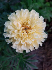Snowdrift calendula tagetes - snowdrift,
