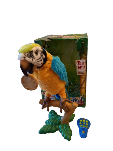 Raro pappagallo parlante - raro,
