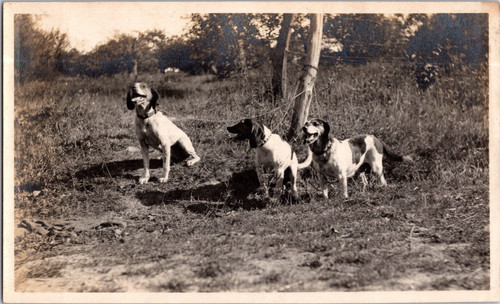 Ph2813 cane caccia - cane,