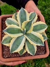 Agave Super Winds Marginata XL