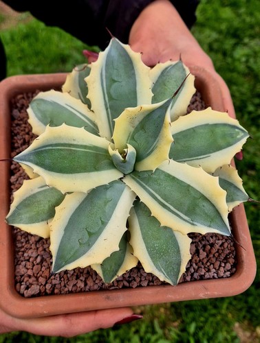 Agave super winds marginata - agave, xl