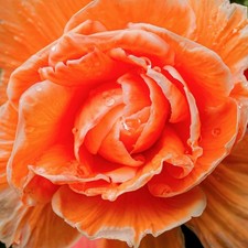 Bulbi di begonia - Doppio