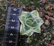 Rara pianta cactus agave - ,