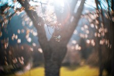 Objectif Petzval 65mm F/1.6 Neocinar [Nikon, Canon, Sony]