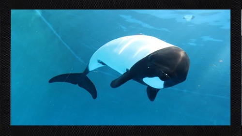Commersons dolphin ocean bar - commersons,