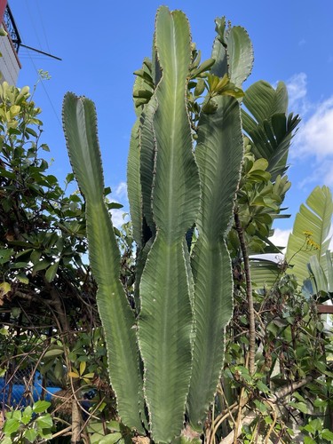 Euphorbia ingens 80cm - 🌵,