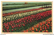 AOTP5-0357-PAESI BASSI - Campi