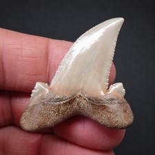 Auriculatus Dente di Squalo