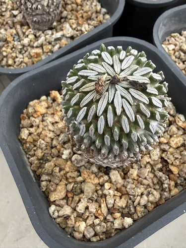 Vecchio raro succulento - vecchio,