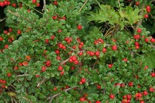 Cotognastro Dammer "Cotoneaster dammeri Skogholm" pianta vaso 9x9 cm