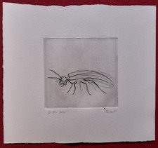 Guido Strazza (Santa Fiora 1922) - Prova Insetti, 1980 - Incisione a bulino