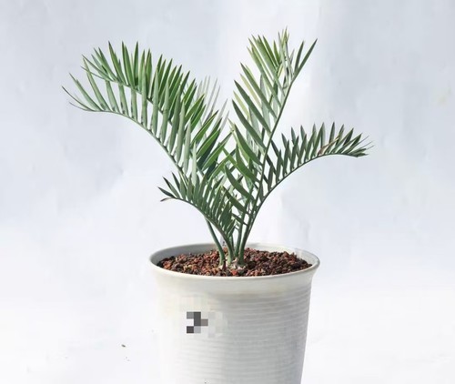Vaso raro cactus - cm,