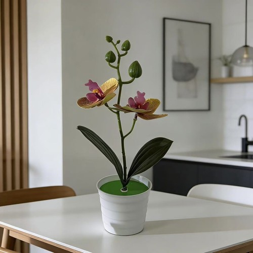 Orchidea phalaenopsis - orchidea,