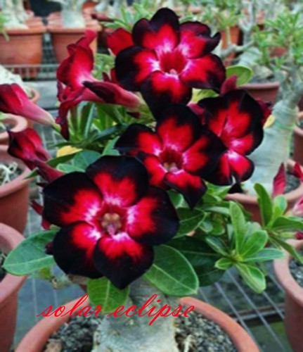 Nuovo adenium obesum desert - adenium,