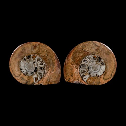 Ammonite fossile goniatite