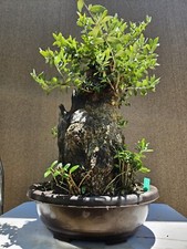 Old European Olive Bonsai