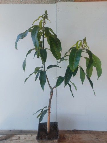 Pianta mango innestara - pianta,