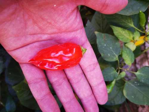 Semi naga morich - naga, red