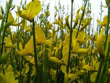 200 SEMI DI SPARTIUM JUNCEUM