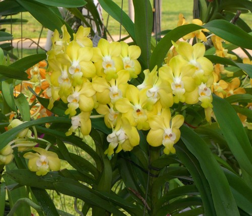 Orchidea vanda denisoniana - vanda, x