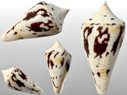 Conidae conus pergrandis - conus,