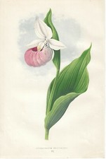 Stampa antica FIORI MONTAGNA