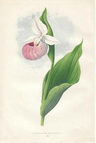 Stampa antica fiori - stampa,