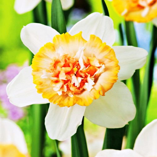 Narcisi bulbi fiori - narcisi,